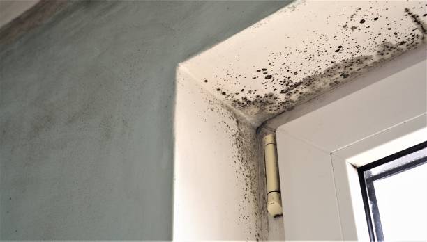 Best Dehumidification Services  in Coal Fork, WV