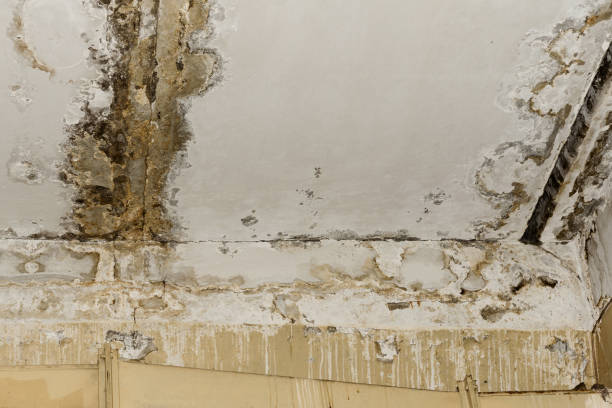 Forensic Mold Investigation in Coal Fork, WV
