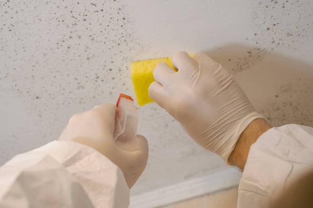 Best Mold Removal for HVAC Installations  in Coal Fork, WV