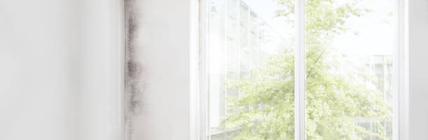 Best Mold-Related Health Consultation  in Coal Fork, WV