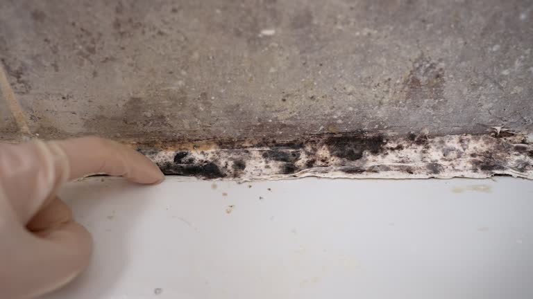 Best Forensic Mold Investigation  in Coal Fork, WV